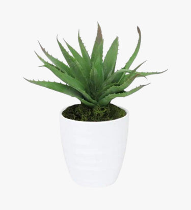 Agave Attenuata Plant - Swan’s Neck Agave - Foxtail - Lion’s Tail Plant